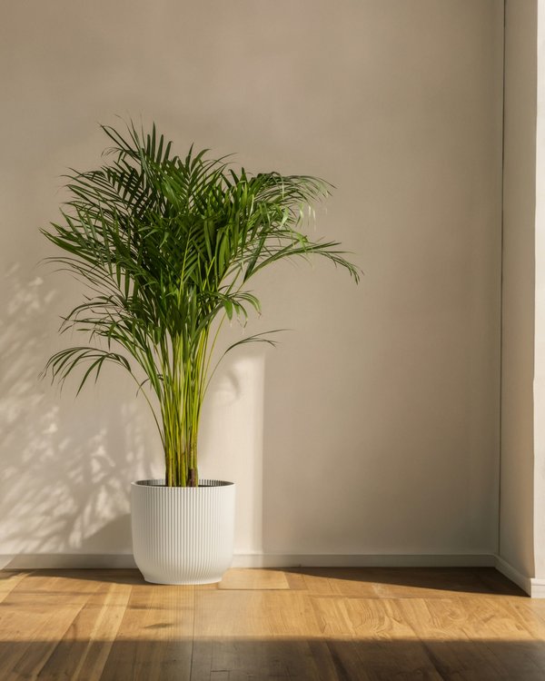 Welke planten zijn ideaal voor binnenshuis?